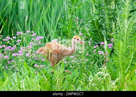 Le morbide piume arancioni di una gru di sabbia colt si distinguono in contrasto con le canne verdi e i fiori selvatici di un prato. Foto Stock