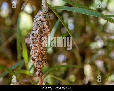 Macro-fotografia della cialda di semi dell'albero del tè, catturata in un giardino vicino alla città coloniale di Villa de Leyva, nella Colombia centrale. Foto Stock