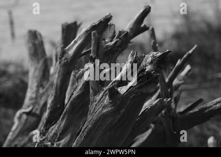 Lido di Dante, Foce dei fiumi Uniti Foto Stock