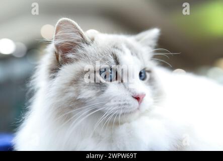 Zagabria, Hrvatska. 9 marzo 2024. La prima mostra internazionale di gatti purosangue di quest'anno, organizzata dall'Associazione delle società Felinologiche della Croazia, si terrà il 09. e 10. Marzo 2024 a Zagabria, Croazia. Foto: Emica Elvedji/PIXSELL credito: Pixsell/Alamy Live News Foto Stock