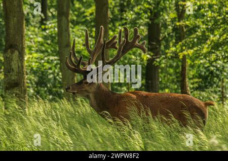 Dee rosso maschio a giugno nel parco naturale Dyrehaven in Danimarca Foto Stock