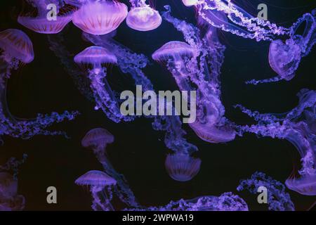 Gruppo di jellifish dell'ortica marina sudamericana, Chrysaora plocamia che nuotano nelle acque scure della vasca dell'acquario con luce al neon viola. Organismo acquatico, ani Foto Stock