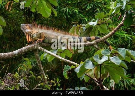 Iguana verde, iguana iguana, in Costa Rica. L'iguana verde o iguana comune è una grande specie erbivora arborea di lucertola del genere Iguana Foto Stock