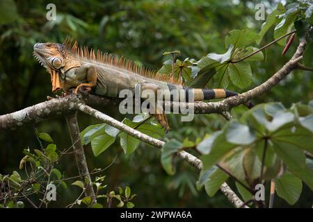 Iguana verde, iguana iguana, in Costa Rica. L'iguana verde o iguana comune è una grande specie erbivora arborea di lucertola del genere Iguana Foto Stock