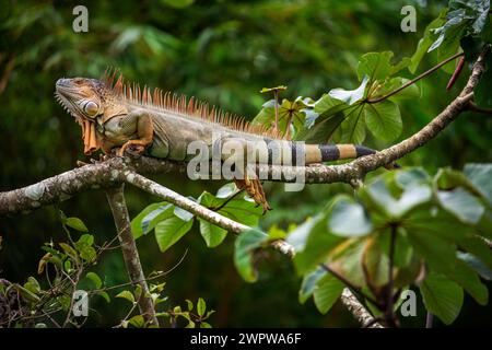 Iguana verde, iguana iguana, in Costa Rica. L'iguana verde o iguana comune è una grande specie erbivora arborea di lucertola del genere Iguana Foto Stock