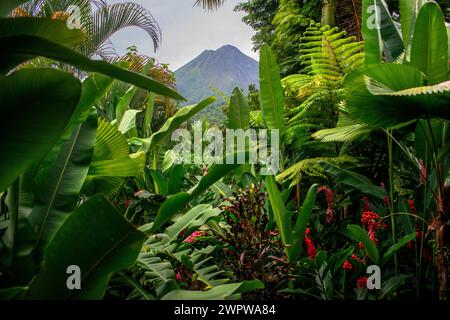 Un lussureggiante giardino in La Fortuna, Costa Rica con il Vulcano Arenal in background Foto Stock