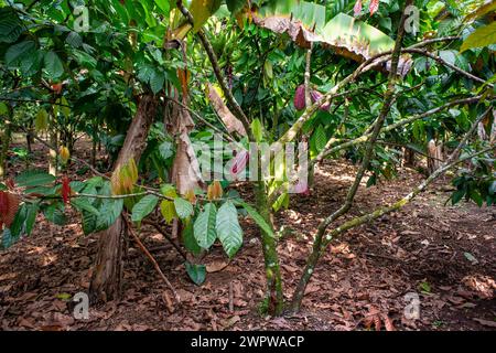 Il cacao Cialde dell'albero di cacao in Costa Rica, America centrale. Cacao cialde visualizzare presso il centro di ricerca CATIE Turrialba, Costa Rica Foto Stock