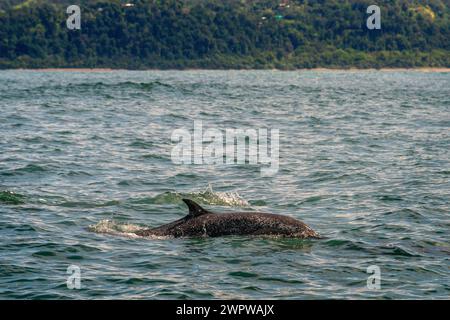 I turisti avvistano balene megattere che nuotano nel Parco Nazionale di Ballena, Uvita, Provincia di Puntarenas, Costa Rica Foto Stock