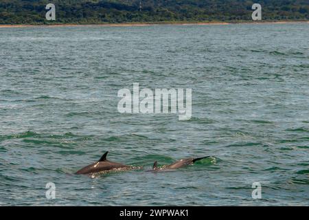 I turisti avvistano balene megattere che nuotano nel Parco Nazionale di Ballena, Uvita, Provincia di Puntarenas, Costa Rica Foto Stock