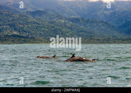 I turisti avvistano balene megattere che nuotano nel Parco Nazionale di Ballena, Uvita, Provincia di Puntarenas, Costa Rica Foto Stock