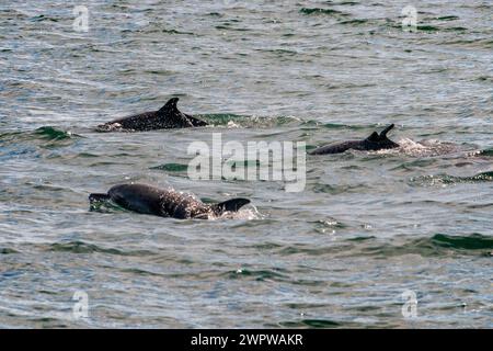 I turisti avvistano balene megattere che nuotano nel Parco Nazionale di Ballena, Uvita, Provincia di Puntarenas, Costa Rica Foto Stock