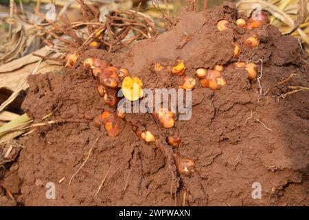 Le corrimano la curcuma è stata appena scavata e raccolta. Foto Stock