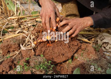 Le corrimano la curcuma è stata appena scavata e raccolta. Foto Stock