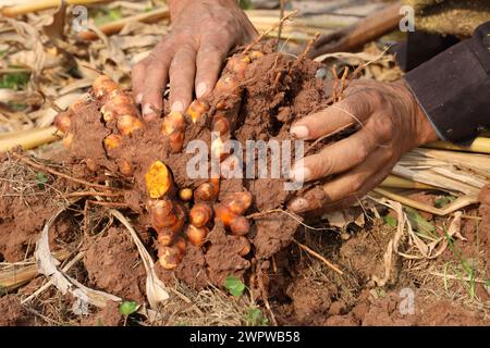 Le corrimano la curcuma è stata appena scavata e raccolta. Foto Stock