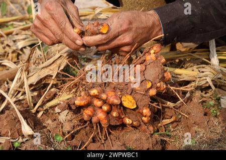 Le corrimano la curcuma è stata appena scavata e raccolta. Foto Stock