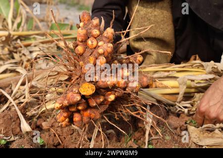 Le corrimano la curcuma è stata appena scavata e raccolta. Foto Stock