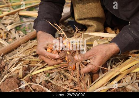 Le corrimano la curcuma è stata appena scavata e raccolta. Foto Stock