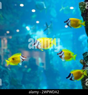 Diversi foxface pescare nelle acque blu dell'acquario Foto Stock