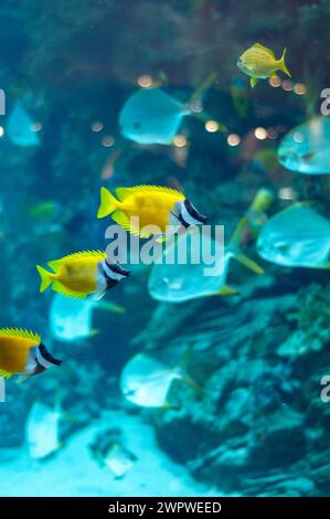 Diversi foxface pescare nelle acque blu dell'acquario Foto Stock