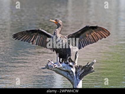 Cormorano a doppia cresta arroccato su legno di deriva con ali spalmate. Foto Stock