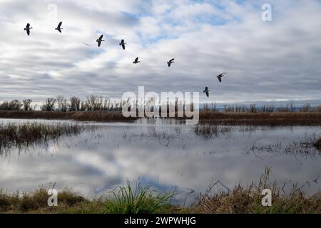 Il paesaggio della Gray Lodge Wildlife area con vista sulle Sutter Buttes, riflessi di salici nell'acqua e nuvole variabili nel cielo copia spac Foto Stock