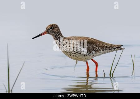 Common Redshank, Tringa Totanus, riserva naturale, Isola della Cona, Italia nord-orientale Foto Stock