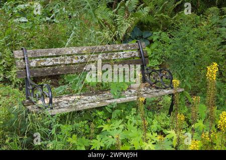 Fiori gialli di Ligularia e vecchia panchina in legno ricoperta di Bryophyta - crescita di muschio verde e licheni nel giardino sul retro in estate. Foto Stock