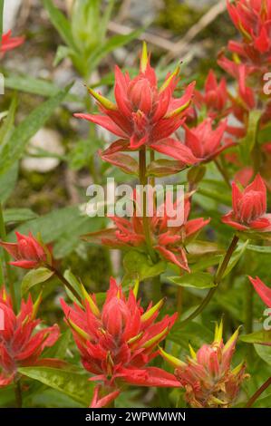 Pennello indiano Castilleja miniata fiori selvatici che fioriscono lungo un sentiero escursionistico Copper Ridge North Cascades National Park Washington State USA Foto Stock