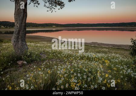 Paesaggio del bacino idrico della diga Pego do Altar a Santa Susana Alentejo Foto Stock