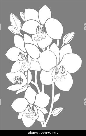 disegno lineare grafico bianco del fiore di orchidea su sfondo grigio, design Foto Stock