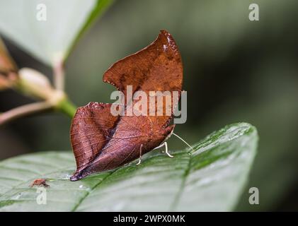 Una Leafwing di Cramer (Zaretis isidora) su una foglia di esca in Colombia Foto Stock