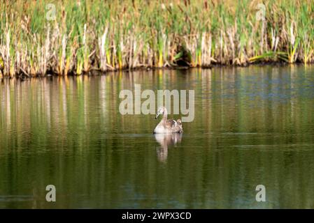 Un singolo cygnet che suona e si nutre intorno al lago selvaggio nelle giornate di sole - foto ravvicinate da lunga distanza Foto Stock