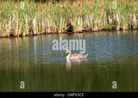 Un singolo cygnet che suona e si nutre intorno al lago selvaggio nelle giornate di sole - foto ravvicinate da lunga distanza Foto Stock