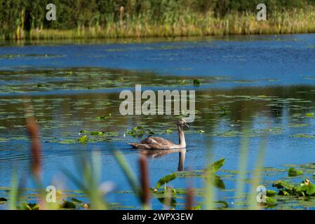 Un singolo cygnet che suona e si nutre intorno al lago selvaggio nelle giornate di sole - foto ravvicinate da lunga distanza Foto Stock