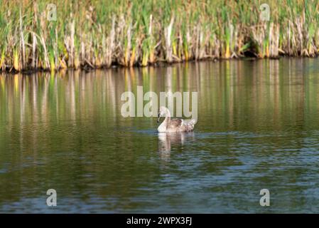 Un singolo cygnet che suona e si nutre intorno al lago selvaggio nelle giornate di sole - foto ravvicinate da lunga distanza Foto Stock