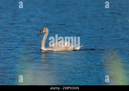 Un singolo cygnet che suona e si nutre intorno al lago selvaggio nelle giornate di sole - foto ravvicinate da lunga distanza Foto Stock
