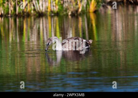 Un singolo cygnet che suona e si nutre intorno al lago selvaggio nelle giornate di sole - foto ravvicinate da lunga distanza Foto Stock