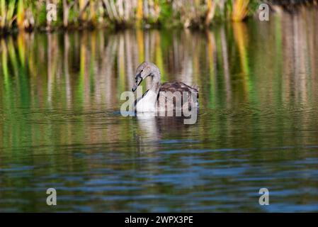 Un singolo cygnet che suona e si nutre intorno al lago selvaggio nelle giornate di sole - foto ravvicinate da lunga distanza Foto Stock