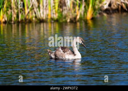 Un singolo cygnet che suona e si nutre intorno al lago selvaggio nelle giornate di sole - foto ravvicinate da lunga distanza Foto Stock