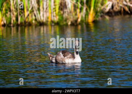 Un singolo cygnet che suona e si nutre intorno al lago selvaggio nelle giornate di sole - foto ravvicinate da lunga distanza Foto Stock