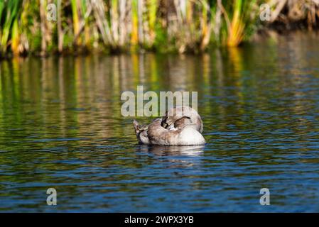 Un singolo cygnet che suona e si nutre intorno al lago selvaggio nelle giornate di sole - foto ravvicinate da lunga distanza Foto Stock