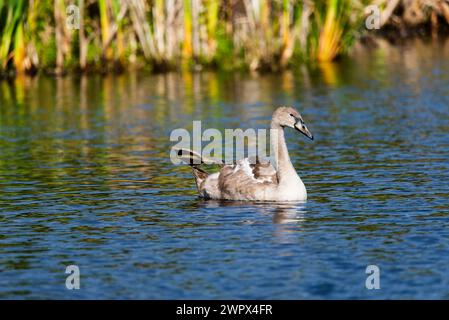 Un singolo cygnet si muove e si nutre intorno al lago selvaggio nelle giornate di sole, allungando il suo tiro a distanza ravvicinata Foto Stock