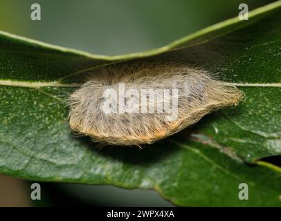 Vista laterale Southern Flannel Moth caterpillar (Megalopyge opercularis) su una foglia. Specie pericolose di insetti trovate negli Stati Uniti. Foto Stock