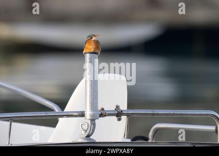 KingFisher (Alcedo atthis) all'interno del porto. Foto Stock