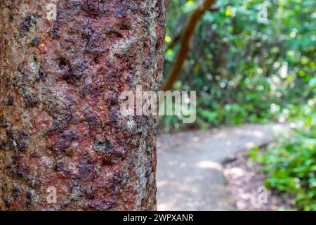 Attenzione selettiva alla corteccia di un limbo Gumbo lungo il sentiero del Parco Nazionale delle Everglades Foto Stock