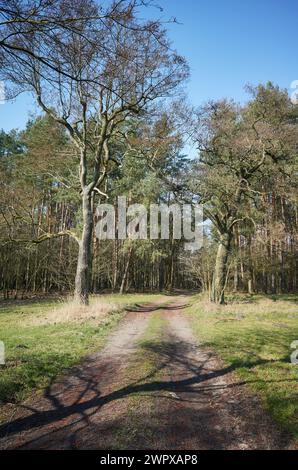 Foto di un sentiero in una foresta. Foto Stock