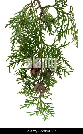 Cedro cipresso leylandii foglia di abete. Elemento di progettazione. Usato anche in medicina vegetale. È antisettico, antinfiammatorio, antispasmodico, diuretico, insec Foto Stock
