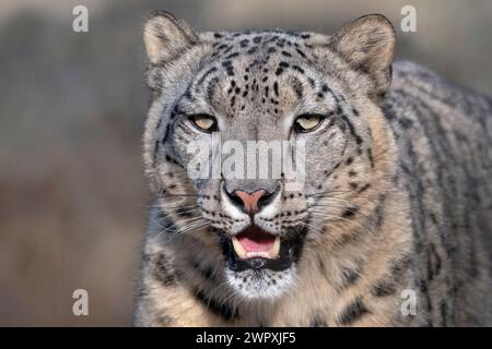 Giovane leopardo delle nevi che guarda verso la macchina fotografica Foto Stock