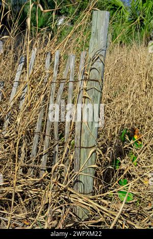 Primo piano palo in legno resistente agli agenti atmosferici, recinzione di sabbia in inverno bagnata dall'erba della spiaggia Foto Stock