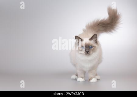 Gattino femmina di quattro mesi di Birma ritratto di gatto Foto Stock